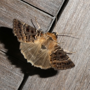 Proteuxoa sanguinipuncta at Charleys Forest, NSW - suppressed