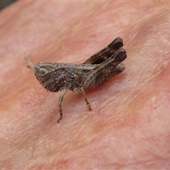 Phaulacridium vittatum (Wingless Grasshopper) at Charleys Forest, NSW - 12 Feb 2025 by arjay