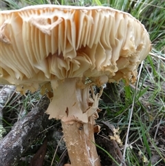 Amanita sp. (Amanita sp.) at Charleys Forest, NSW - 12 Feb 2025 by arjay