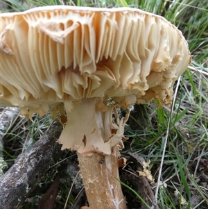 Amanita sp. at Charleys Forest, NSW - suppressed