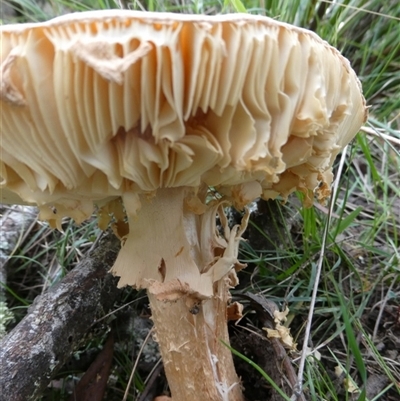 Amanita sp. (Amanita sp.) at Charleys Forest, NSW - 12 Feb 2025 by arjay