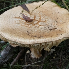 Amanita sp. at Charleys Forest, NSW - suppressed