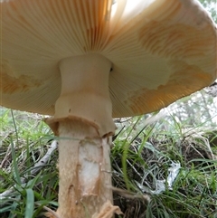 Amanita sp. at Charleys Forest, NSW - suppressed