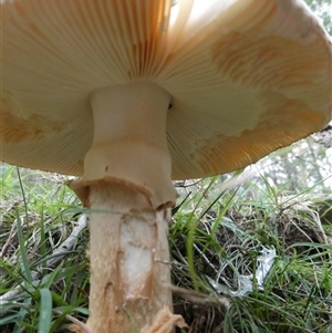 Amanita sp. at Charleys Forest, NSW - suppressed