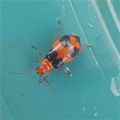 Aulacophora hilaris (Pumpkin Beetle) at Bargo, NSW - Yesterday by Snows