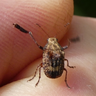 Doticus palmaris (Dried Apple Weevil) by arjay