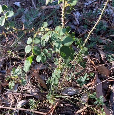 Rosa sp. (A Wild Rose) at Watson, ACT - 21 Feb 2025 by waltraud