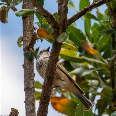 Pachycephala rufiventris (Rufous Whistler) at Bargo, NSW - 10 Nov 2024 by Snows