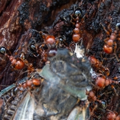 Podomyrma gratiosa (Muscleman tree ant) at Bargo, NSW - 10 Nov 2024 by Snows