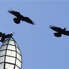 Corvus mellori (Little Raven) at Albury, NSW - 15 Feb 2025 by KylieWaldon