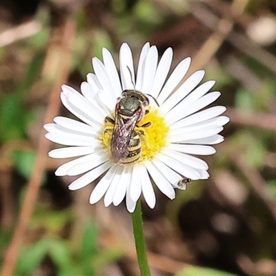 Unidentified Bee (Hymenoptera, Apiformes) at Wodonga, VIC - 22 Feb 2025 by KylieWaldon