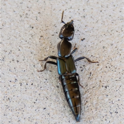 Staphylinidae (family) at Bargo, NSW - 10 Nov 2024 by Snows