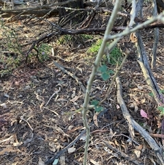 Crataegus monogyna (Hawthorn) at Watson, ACT - 21 Feb 2025 by waltraud