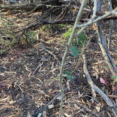 Crataegus monogyna at Watson, ACT - Yesterday by waltraud