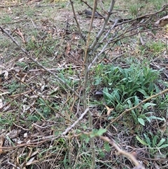 Crataegus monogyna at Watson, ACT - 21 Feb 2025 06:47 PM