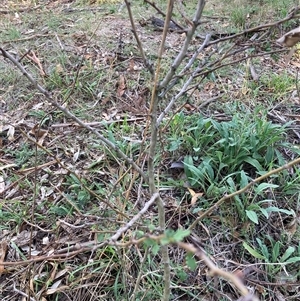 Crataegus monogyna at Watson, ACT - 21 Feb 2025 06:47 PM