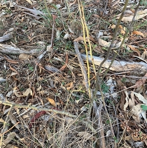 Crataegus monogyna at Watson, ACT - 21 Feb 2025 06:47 PM