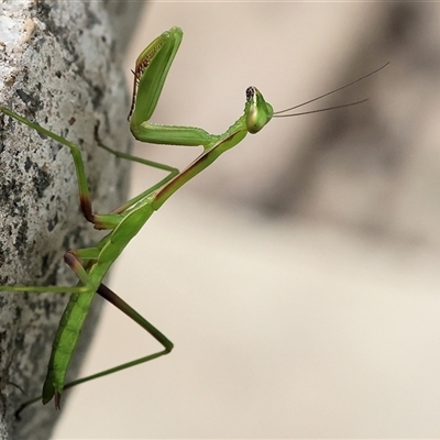 Unidentified Praying mantis (Mantodea) at Wodonga, VIC - 22 Feb 2025 by KylieWaldon