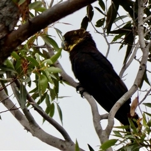 Calyptorhynchus lathami lathami at Buxton, NSW - suppressed