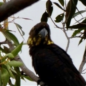 Calyptorhynchus lathami lathami at Buxton, NSW - suppressed
