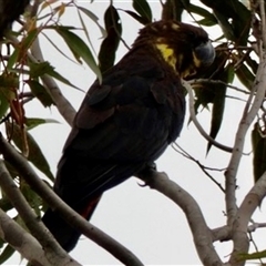 Calyptorhynchus lathami lathami at Buxton, NSW - suppressed