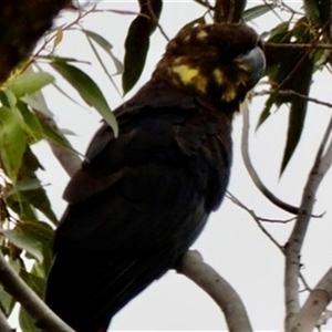 Calyptorhynchus lathami lathami at Buxton, NSW - suppressed
