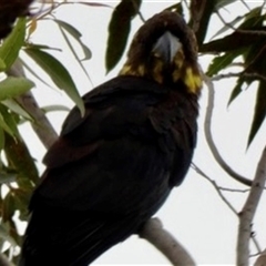 Calyptorhynchus lathami lathami at Buxton, NSW - suppressed