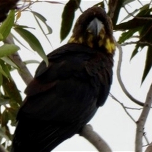 Calyptorhynchus lathami lathami at Buxton, NSW - suppressed