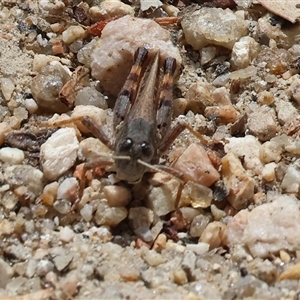 Phaulacridium vittatum (Wingless Grasshopper) at Glenroy, NSW - 16 Feb 2025 by KylieWaldon