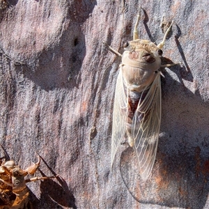 Thopha saccata at Bargo, NSW - 10 Nov 2024 02:24 PM