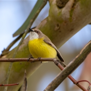 Gerygone olivacea (White-throated Gerygone) at Bargo, NSW - 9 Nov 2024 by Snows