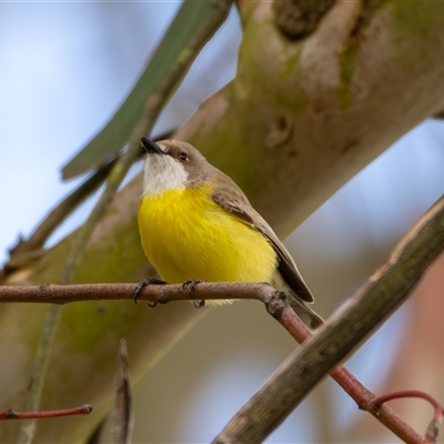 Gerygone olivacea (White-throated Gerygone) at Bargo, NSW - 9 Nov 2024 by Snows