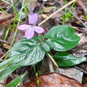 Pseuderanthemum variabile (Pastel Flower) at Pappinbarra, NSW - 22 Feb 2025 by jonvanbeest