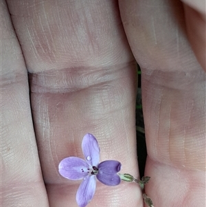 Pseuderanthemum variabile at Pappinbarra, NSW - 22 Feb 2025 11:08 AM