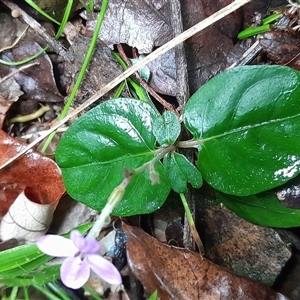 Pseuderanthemum variabile at Pappinbarra, NSW - 22 Feb 2025 11:08 AM