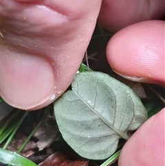 Pseuderanthemum variabile at Pappinbarra, NSW - 22 Feb 2025 11:08 AM