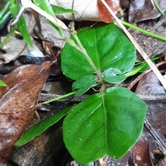 Pseuderanthemum variabile at Pappinbarra, NSW - 22 Feb 2025 11:08 AM