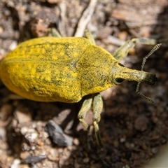 Larinus latus at Bargo, NSW - 31 Oct 2024 by Snows