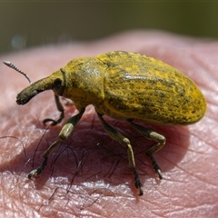 Larinus latus at Bargo, NSW - 31 Oct 2024 09:48 AM