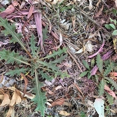 Cirsium vulgare at Watson, ACT - Yesterday by waltraud