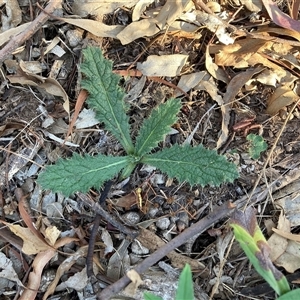 Cirsium vulgare at Watson, ACT - 21 Feb 2025 06:25 PM