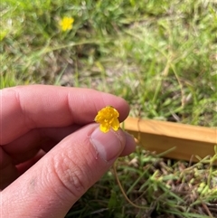 Ranunculus sp. at Rendezvous Creek, ACT - 15 Feb 2025 by BungwahlSoju