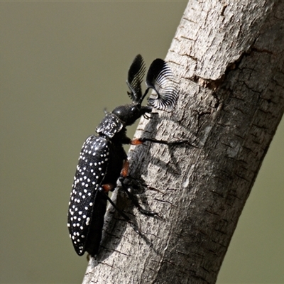 Rhipicera (Agathorhipis) femorata (Feather-horned beetle) at Weetangera, ACT - Yesterday by Thurstan