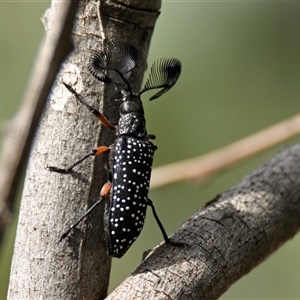 Rhipicera (Agathorhipis) femorata at Weetangera, ACT - 22 Feb 2025 10:22 AM