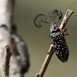 Rhipicera (Agathorhipis) femorata at Weetangera, ACT - 22 Feb 2025 10:22 AM