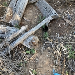 Oryctolagus cuniculus at Watson, ACT - Yesterday by waltraud