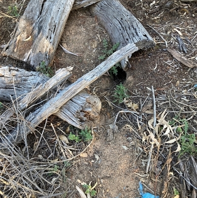 Oryctolagus cuniculus at Watson, ACT - Yesterday by waltraud