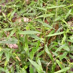 Panicum pygmaeum at Pappinbarra, NSW - 22 Feb 2025 by jonvanbeest