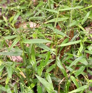 Panicum pygmaeum at Pappinbarra, NSW - 22 Feb 2025 10:45 AM