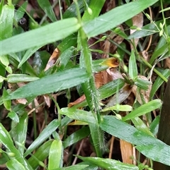 Panicum pygmaeum at Pappinbarra, NSW - 22 Feb 2025 10:45 AM